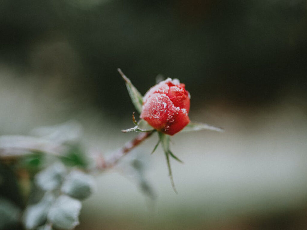 Bouton de rose rouge couvert de givre, inspiration de la collection Winter Flowers