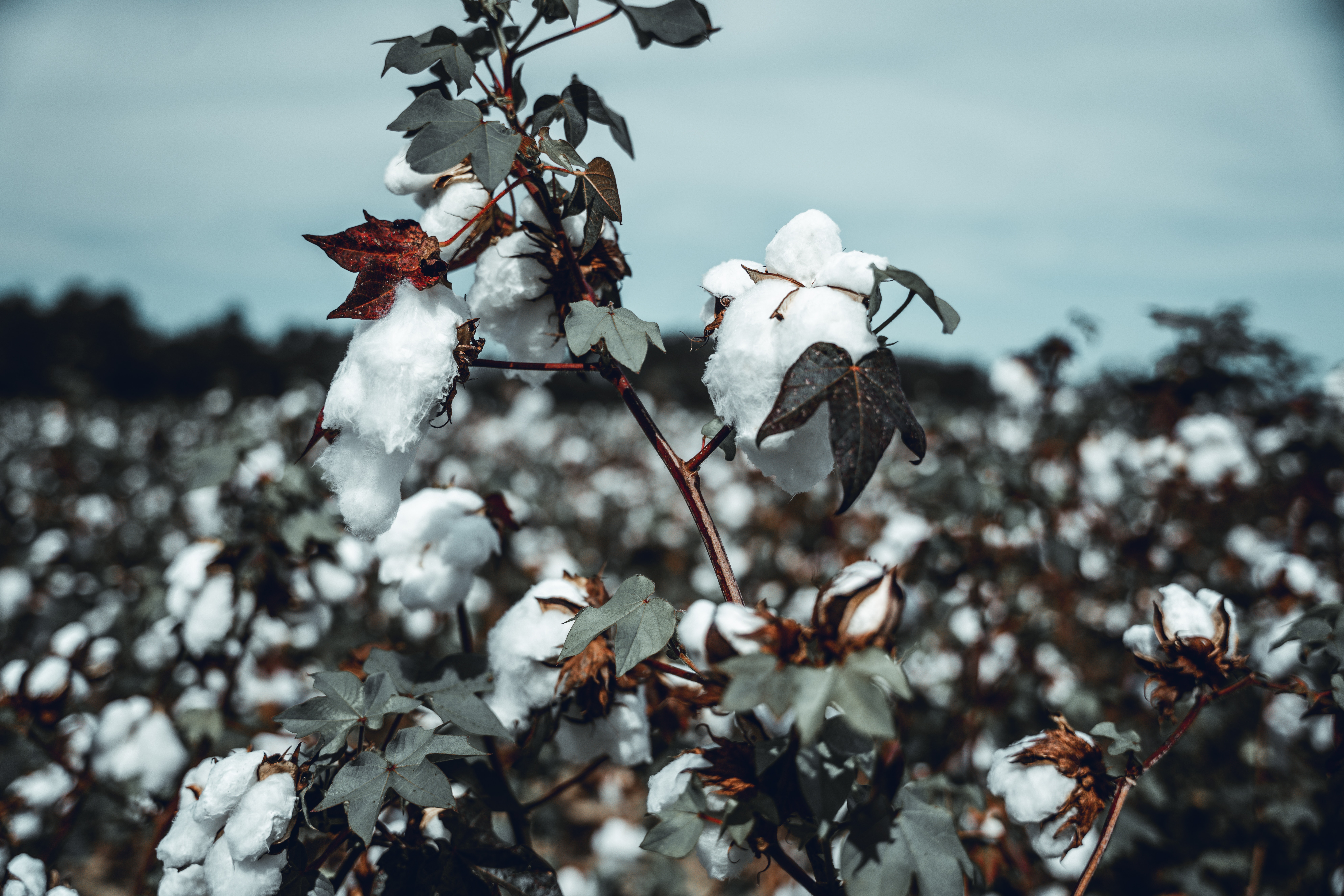 Tissu en coton naturel biodégradable, matière classique et écologique pour la couture